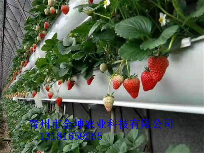 草莓无土栽培设施